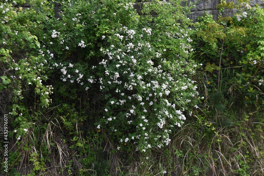 Fototapeta premium Japanese rose (Rosa multiflora). Rosaceae deciduous vine shrub. 