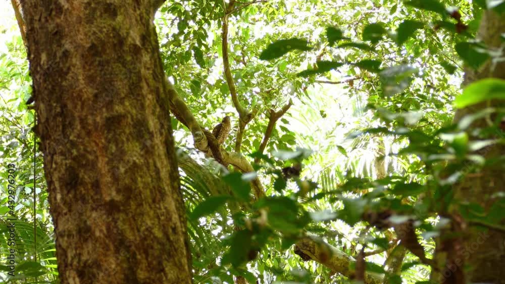 Green forest on a sunny day - Steady shot Green forest on a sunny day - Steady shot