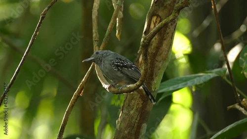 Close-up of a Black-Crowned Antshrike in tropical rainforest. photo