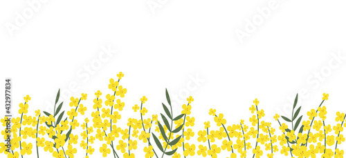 Flower rapeseed. Hand-drawn floral border with copy space. Yellow cartoon canola branch, greeting card template, invitations, design element, horizontal banner.  All objects are isolated.