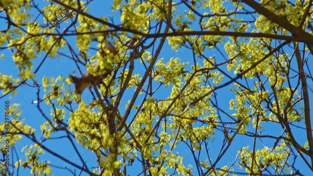 Little squirrel cub is desperate to keep from falling from the tree. A very strong wind is blowing Little squirrel cub is desperate to keep from falling from the tree. A very strong wind is blowing