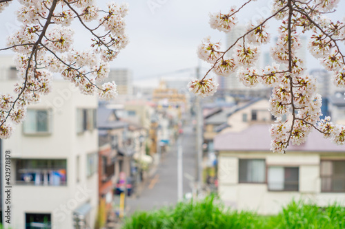 Wallpaper Mural 春 桜 桜道 散歩 ランニング 気分転換 新生活 菜の花 Torontodigital.ca
