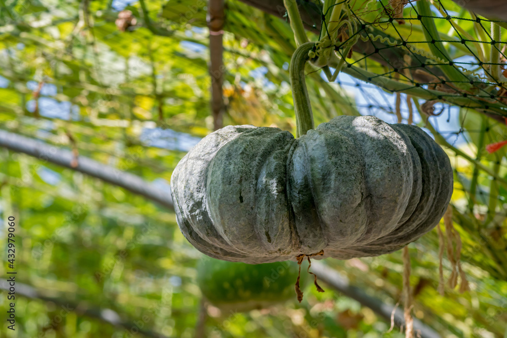 Fototapeta premium pumpkin in the vegetable garden