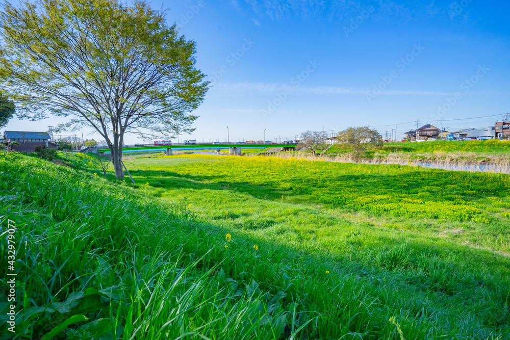 Obraz premium 春 桜 桜道 散歩 ランニング 気分転換 新生活 菜の花