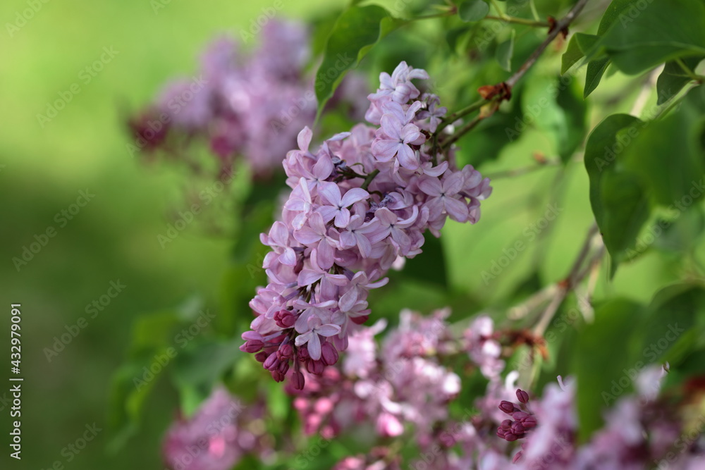 Close up of Lilac flower bunches Close up of Lilac flower bunches