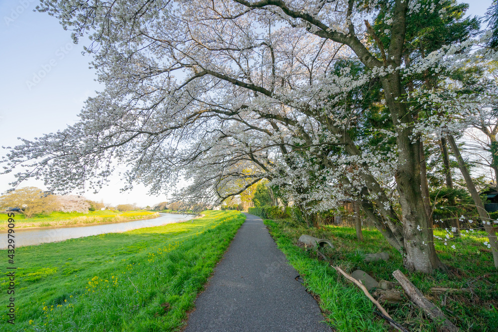 Fototapeta premium 春 桜 桜道 散歩 ランニング 気分転換 新生活 菜の花