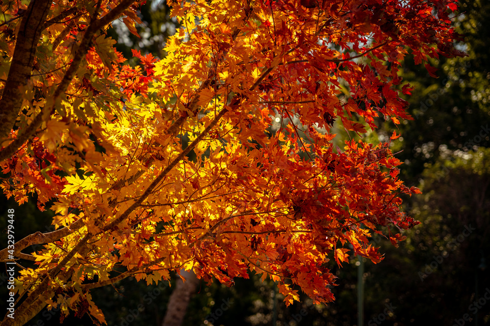 Autumn colours in Toowoomba, Queensland, Australia Autumn colours in Toowoomba, Queensland, Australia