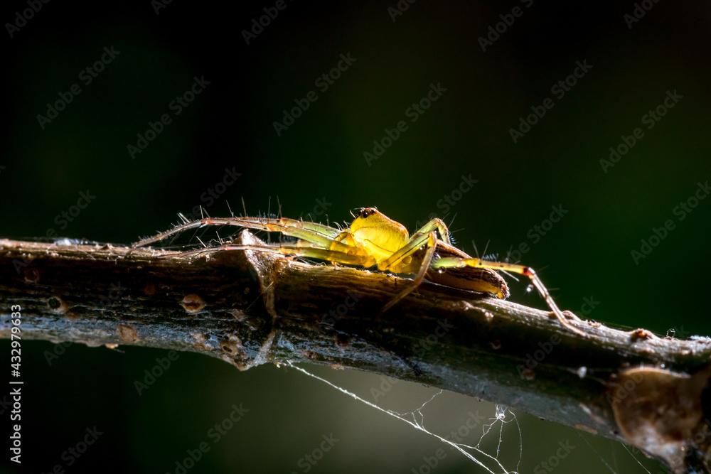 Close-up picture of yellow spider