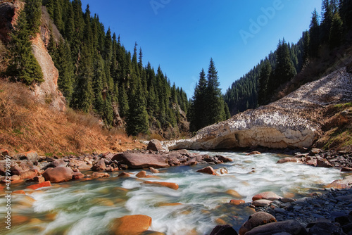 A river in the mountains of Kyrgyzstan in the Semenovsky gorge, high mountains, stormy streams of icy water over the stones, the snow is melting, the taiga on the slopes of the mountains, clear blue s photo