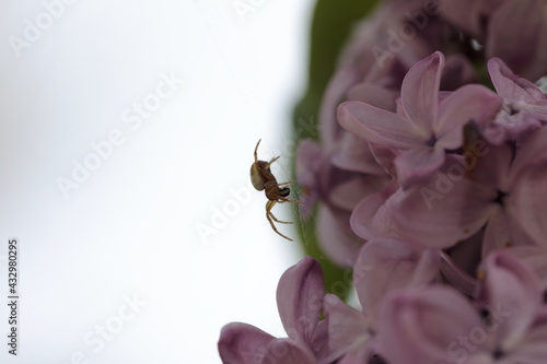 A spider spinning a web on Lilac flowers