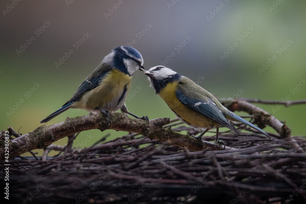 Obraz premium pair of blue tits at the feed handover at the feeding station