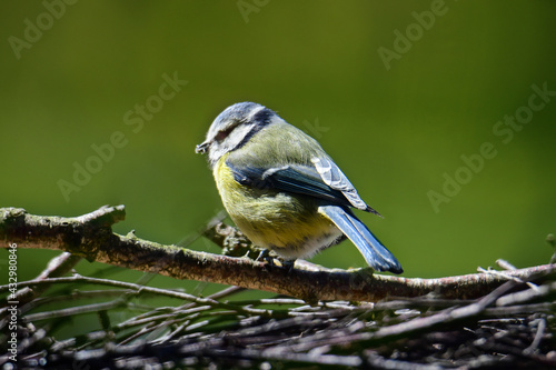 Blue tit sits on a branch