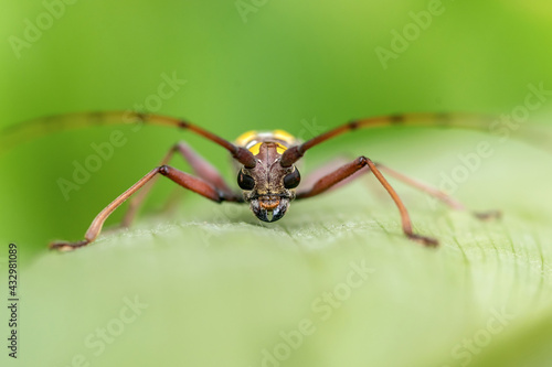 close-up of Long-horned beetle