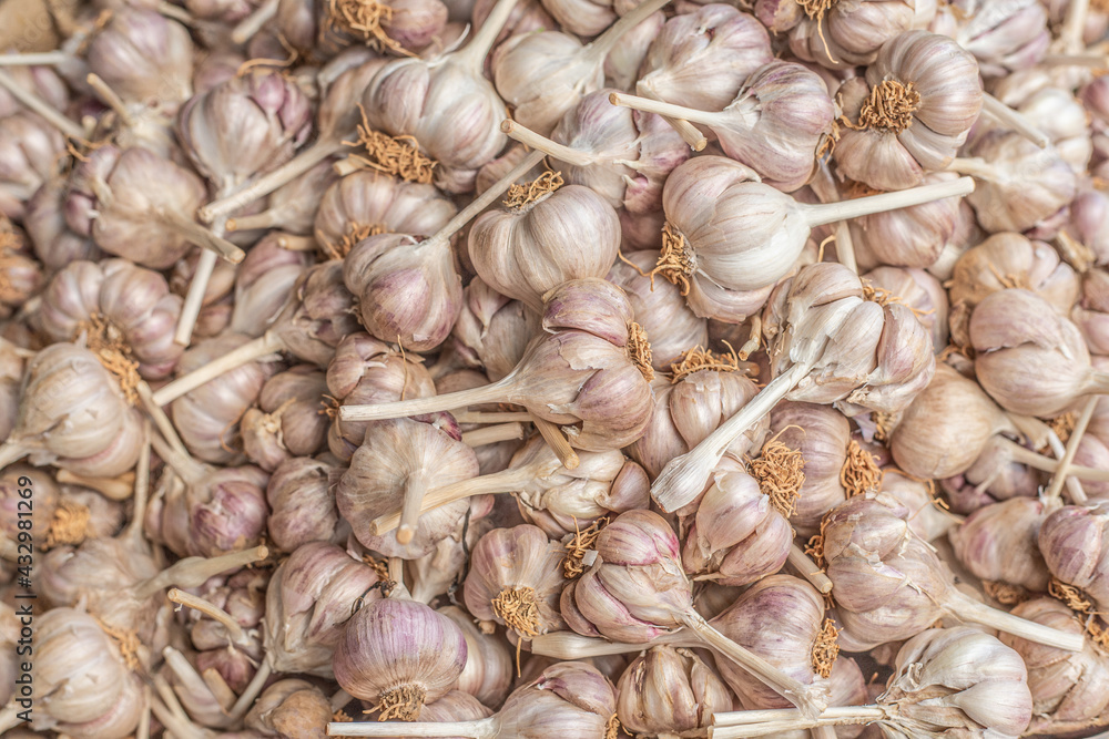 Full frame of Group of Garlic Cloves and Bulb, Backgroun Full frame of Group of Garlic Cloves and Bulb, Backgroun