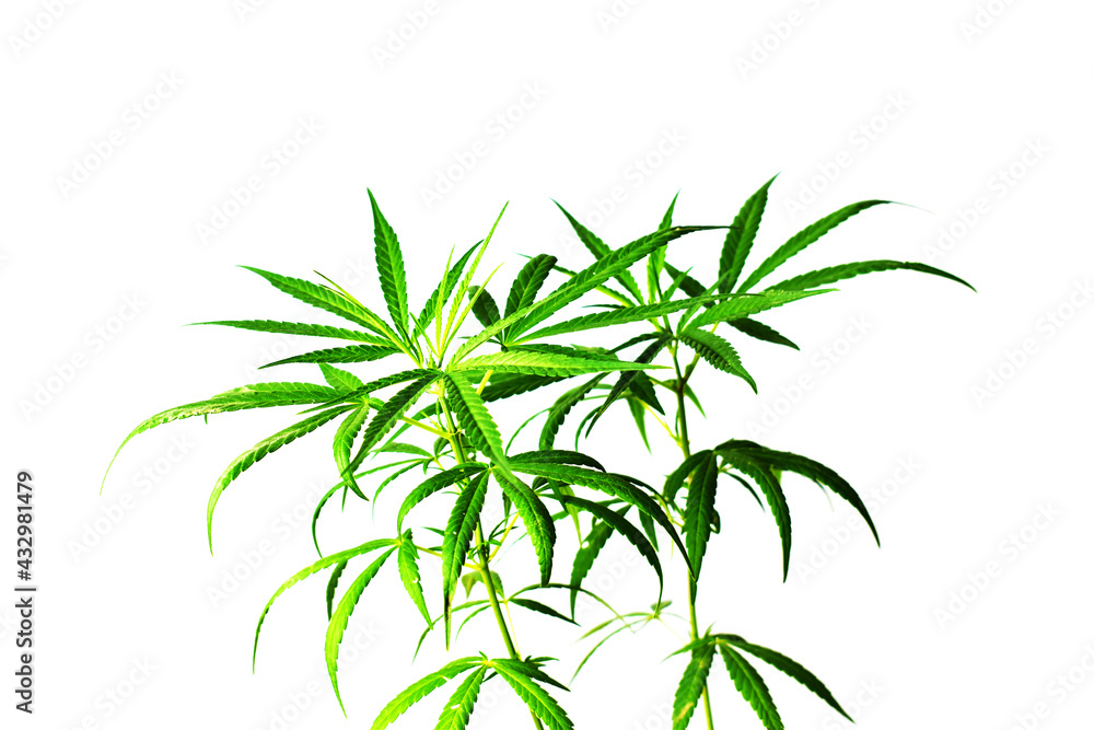 Cannabis plant isolated on white background Medical marijuana