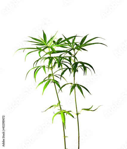 Cannabis plant isolated on white background Medical marijuana