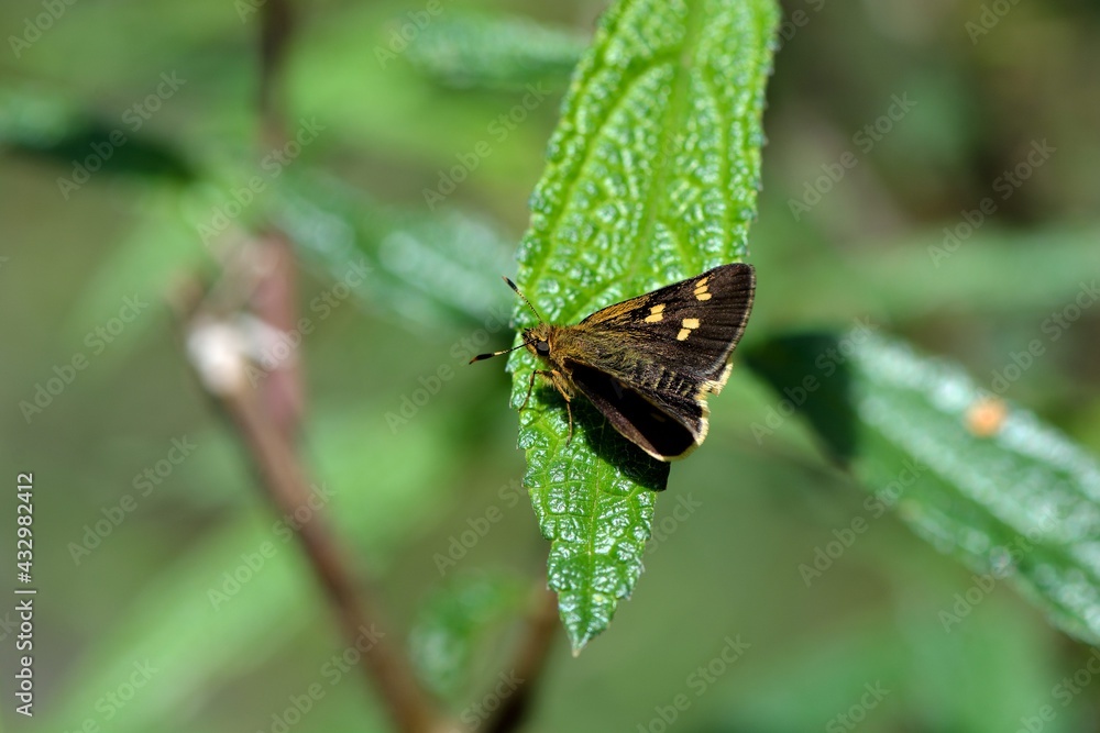 Butterfly Onryza maga takeuchii (Matsumura, 1929), Taiwan Yellow-spotted butterfly.