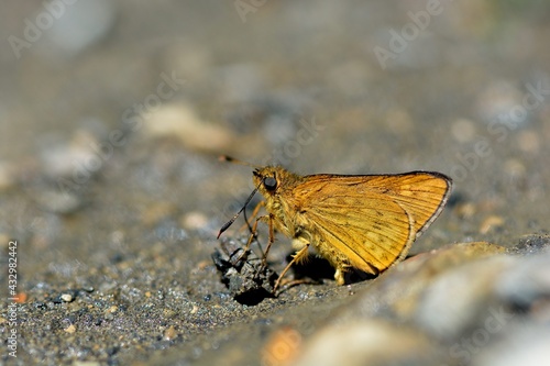 Butterfly Onryza maga takeuchii (Matsumura, 1929), Taiwan Yellow-spotted butterfly. photo