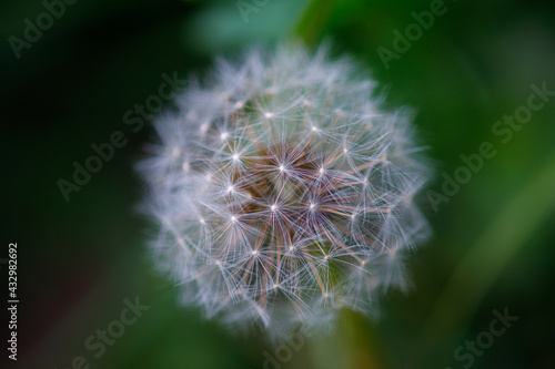 dandelion head