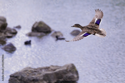 Malard in flight photo