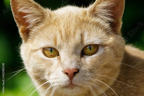 Golden Cats eyes