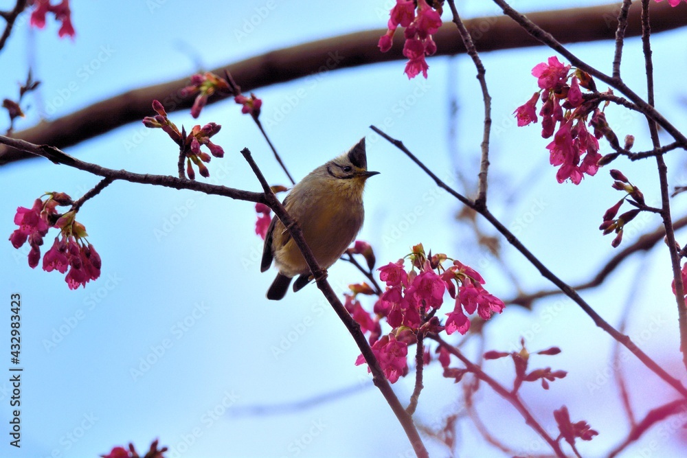 Crowned thrush bird (Yuhina brunneiceps) is endemic to Taiwan Crowned thrush bird (Yuhina brunneiceps) is endemic to Taiwan