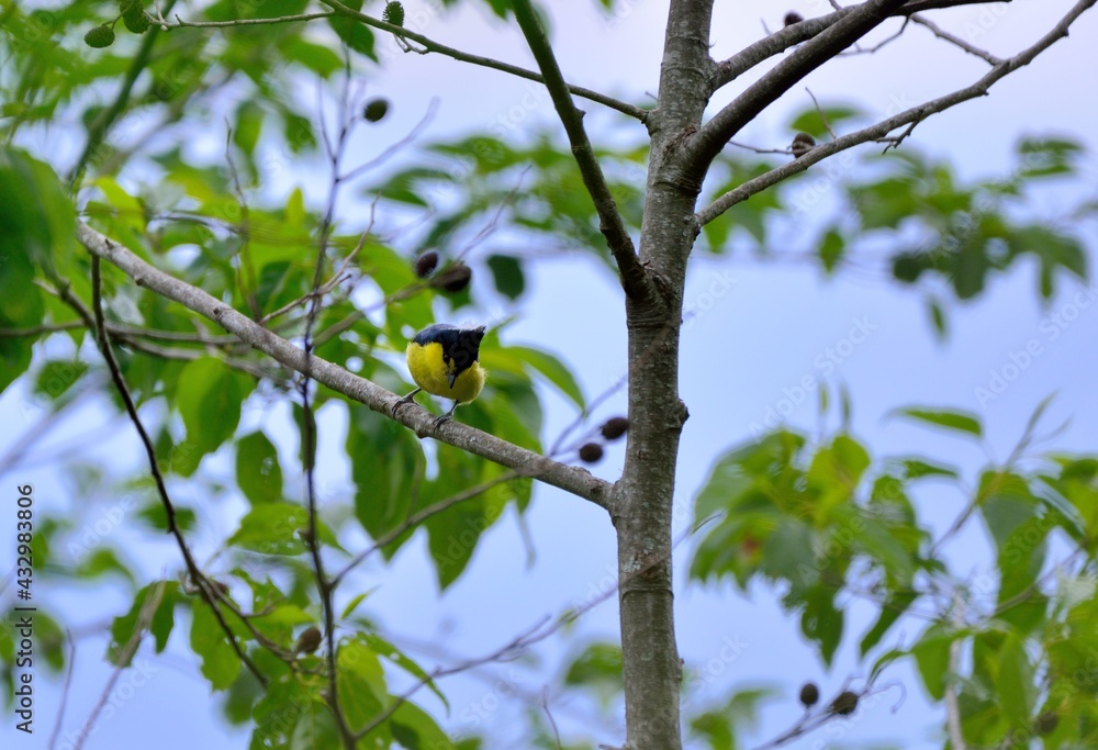 Yellow tit bird (Machlolophus holsti),in the Taiwan. Yellow tit bird (Machlolophus holsti),in the Taiwan.