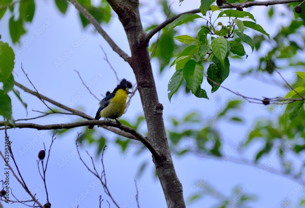 Yellow tit bird (Machlolophus holsti),in the Taiwan. Yellow tit bird (Machlolophus holsti),in the Taiwan.