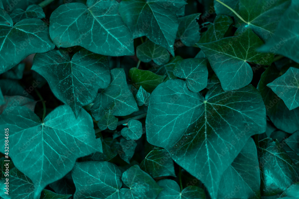 Green leaves tropical dark background Green leaves tropical dark background