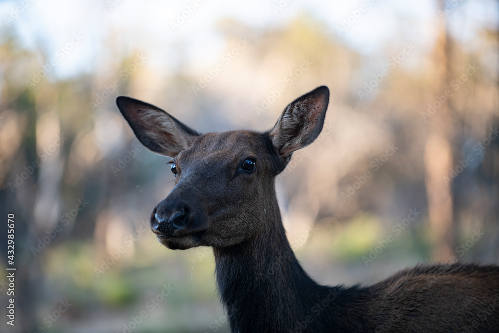 White-tailed Deer Fawn. Wild animals concept. Bambi. Young roe deer, capreolus. Beautiful wildlife buck. White-tailed Deer Fawn. Wild animals concept. Bambi. Young roe deer, capreolus. Beautiful wildlife buck.