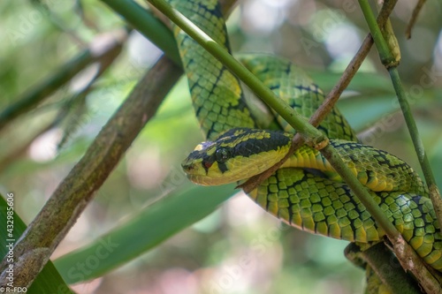 snake in the grass