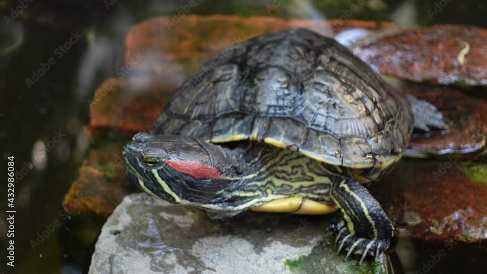 Tortoise is resting and swims at an artificial pond. Little mini turtle in the dark pond water with close-up views. 4k Video. Tortoise is resting and swims at an artificial pond. Little mini turtle in the dark pond water with close-up views. 4k Video.