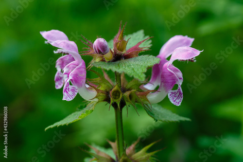 Lamium maculatum. Ortiga fétida, manchada, muerta. Cabornera, León. photo