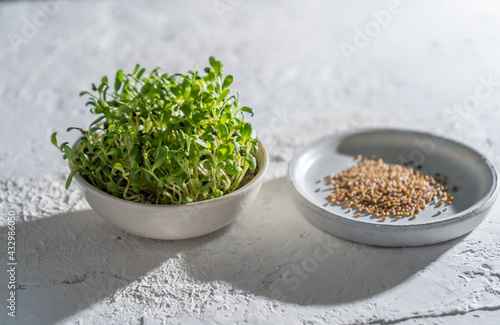 Alfalfa sprouts in a white bowl. Grow microgreen for food. Healthy vitamin food. Germinate alfalfa seeds. Growing micro greens at home. Leaf and shoots of a green plant