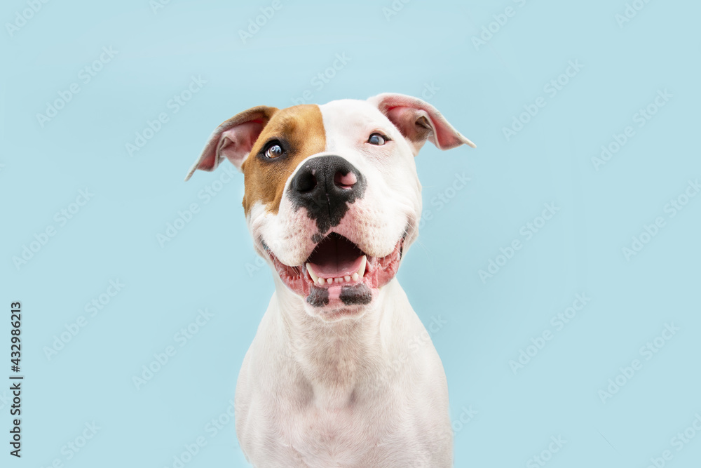 Happy American Staffordshire dog smiling. Isolated on blue background