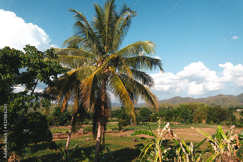 Obraz premium Low Angle View Of Palm Tree Against Blue Sky