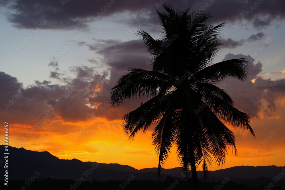 Obraz premium trees at sunset