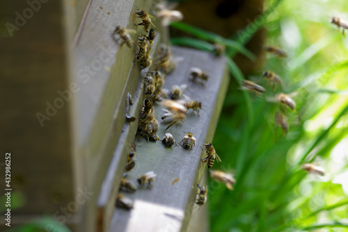 fleißige bienen an ihrer nisthöhle © cuhle-fotos