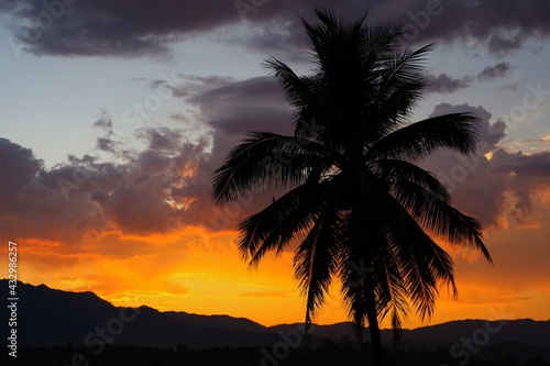 trees at sunset