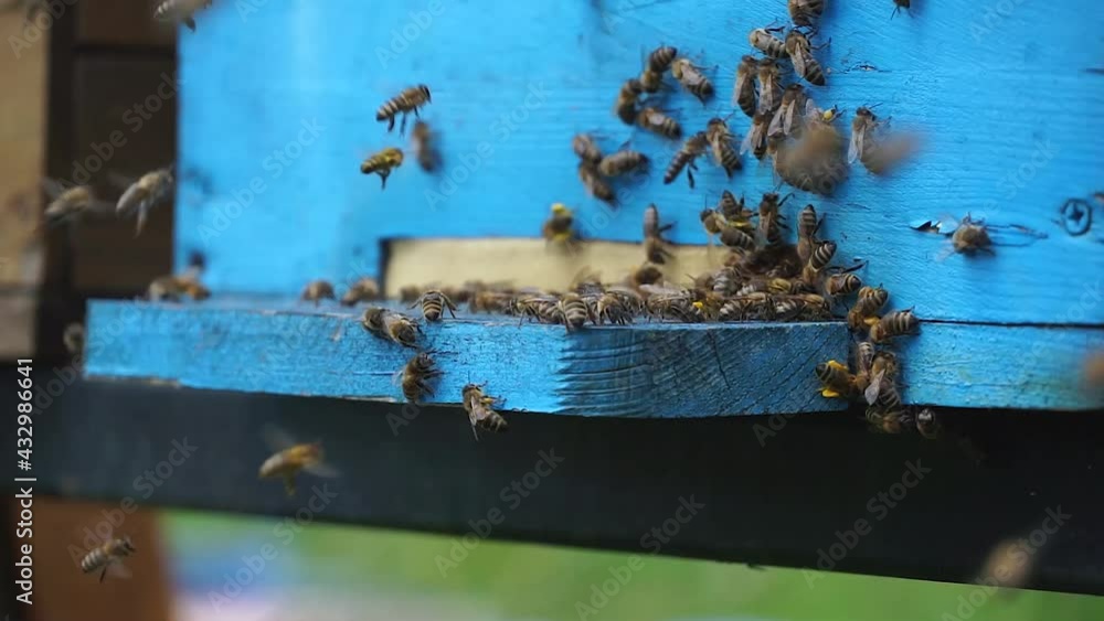 Lots of bee swarming around the hive Lots of bee swarming around the hive