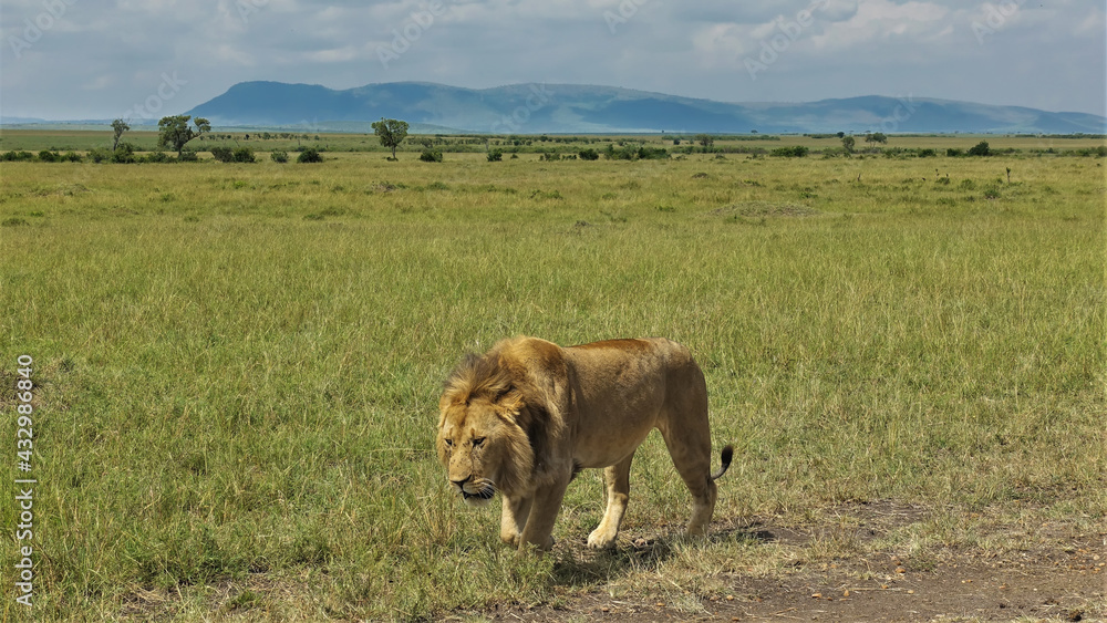 Fototapeta premium A lonely adult lion walks slowly along the savannah. Close-up. Green grass all around. In the distance are trees. Silhouette of mountains on a background of blue sky. Kenya. Masai Mara Park