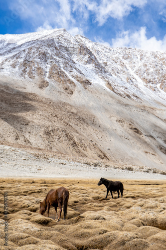 Wild horses like mustangs graze on clean alpine meadows. Blooming meadows against the backdrop of beautiful forest peaks, the sun is setting, a snow mountain