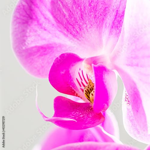 Purple orchid phalaenopsis flower fragment. Macro. Floral background