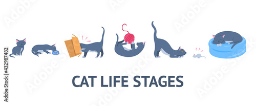 Cartoon Color Character Cat Growth Stages Set. Vector
