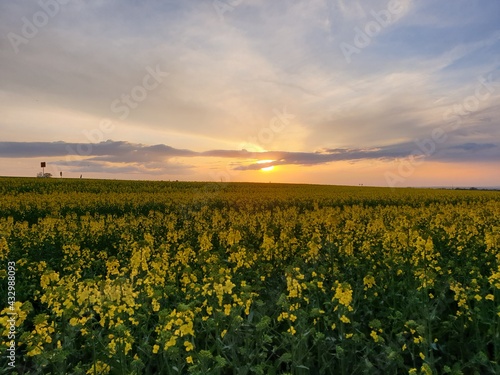 field of sunflowers