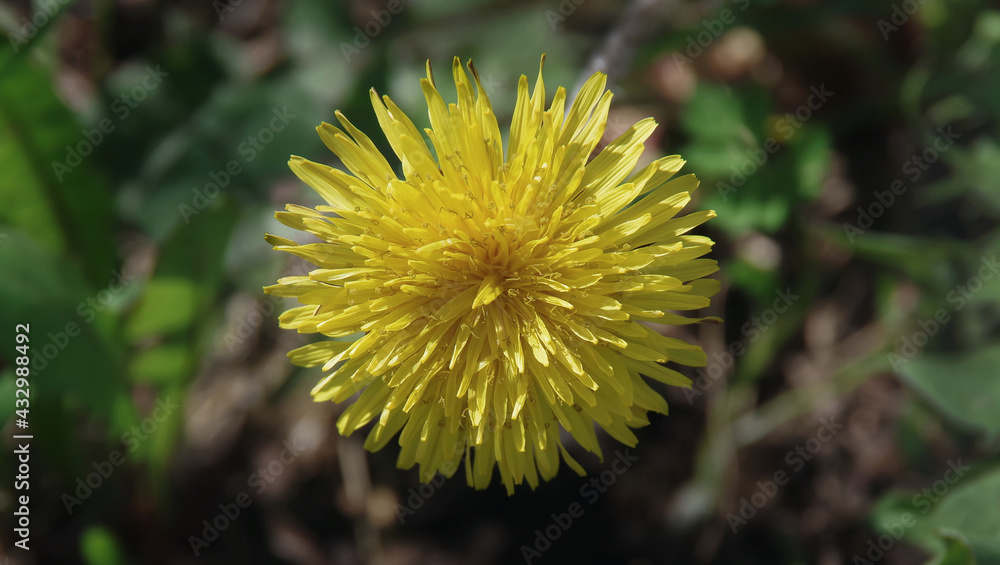 Yellow dandelion flower in green grass. Spring sunny day. Blurred background. Close-up. Selective focus with copy space. Yellow dandelion flower in green grass. Spring sunny day. Blurred background. Close-up. Selective focus with copy space.