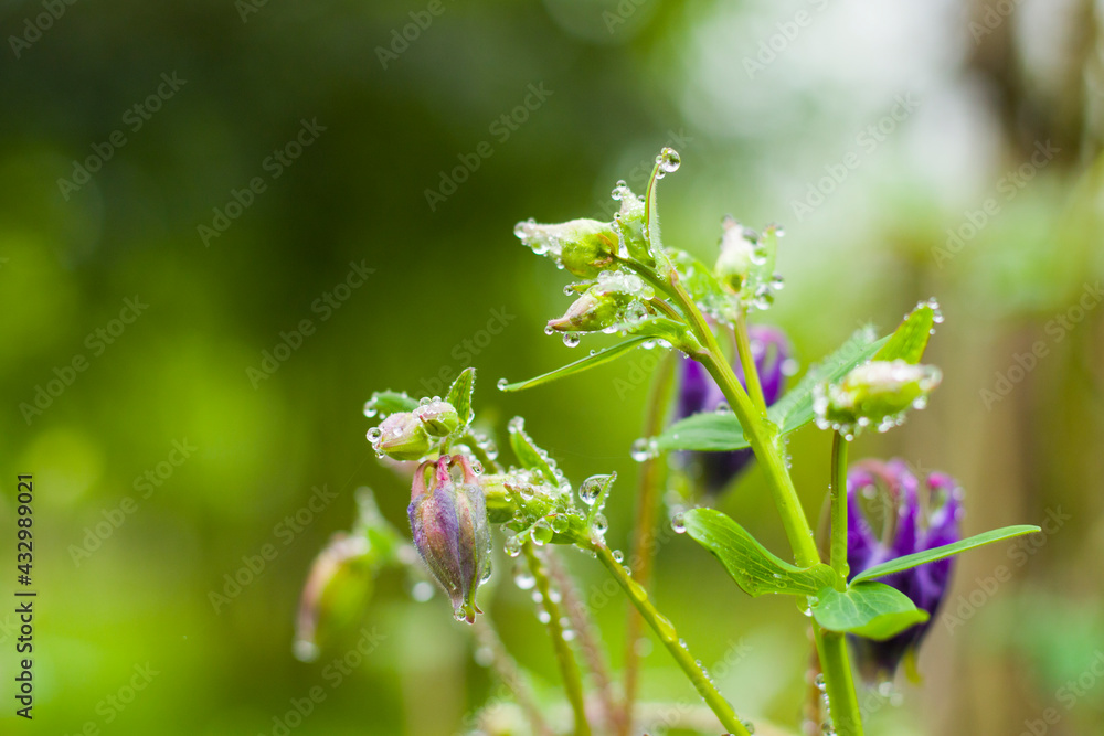Rain drops on the plant, macro and close-up of the drops Rain drops on the plant, macro and close-up of the drops