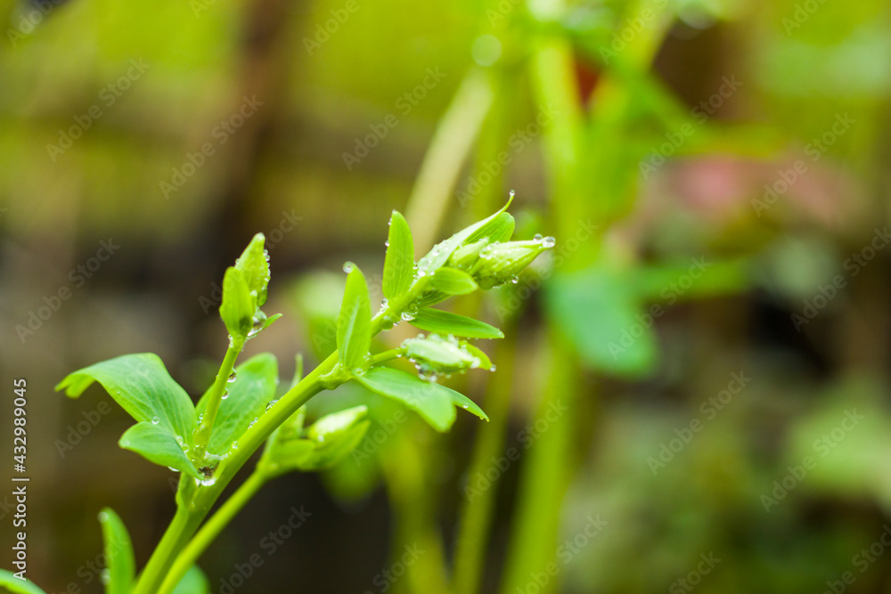 Rain drops on the plant, macro and close-up of the drops Rain drops on the plant, macro and close-up of the drops