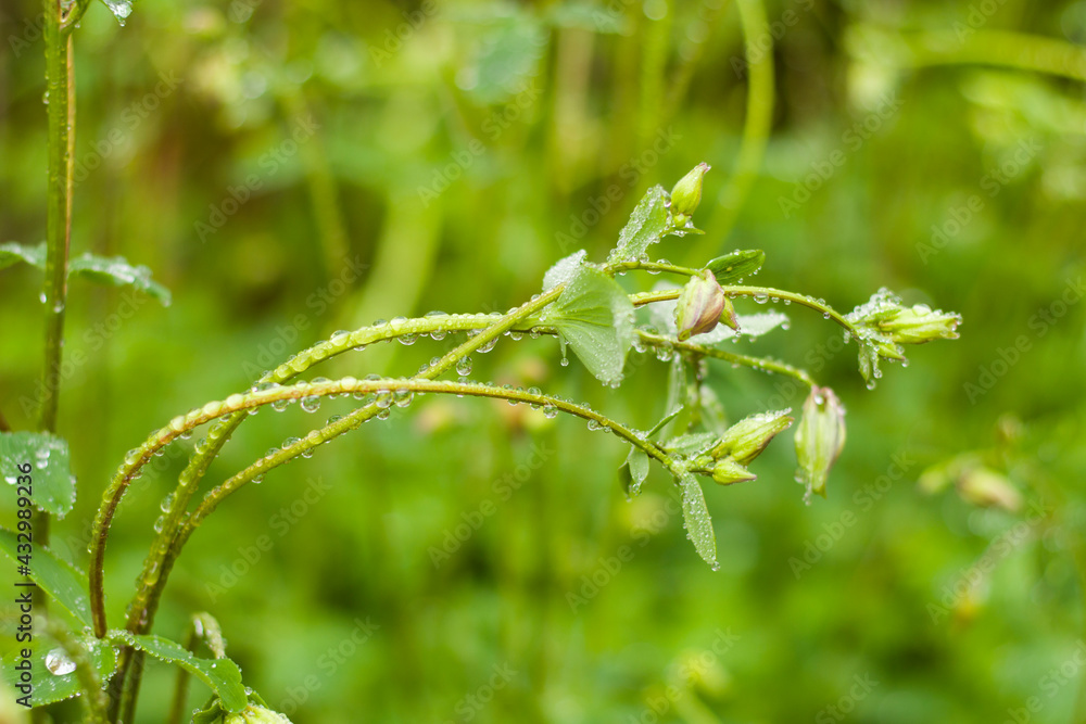 Rain drops on the plant, macro and close-up of the drops