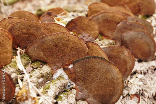 Close-up of oak tinder fungus Fomitiporia robusta on a tree in the foothills of the North Caucasus photo